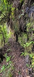 Plants: image 82 Of 208 Thumb